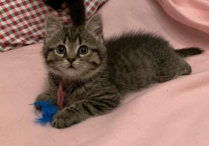 Noch eine Katze und ein Kater suchen ein neues Zuhause