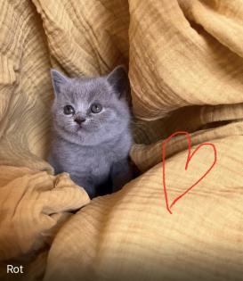 BKH reinrassige Kitten in Blue mit Stammbaum