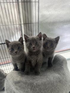 Reinrassige Russisch blau Kitten