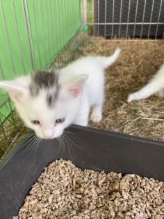 Türkisch Angora Mix