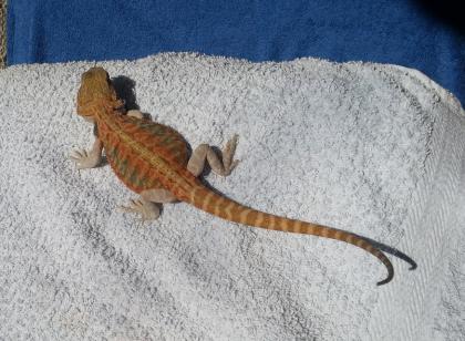 1. 0 Lava Orange Hypo Translucent Leatherback