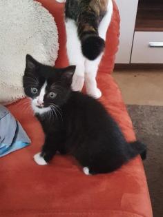 Männlicher karter junges