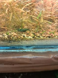 Neocaridina davidi Dark GreenJade Süßwasser Garnelen