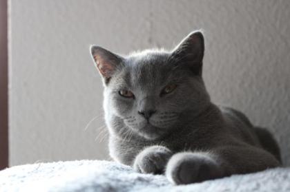 Bkh Deckkater