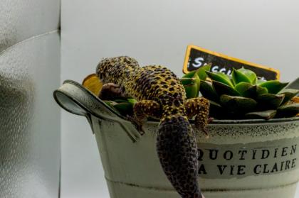 Leopardgecko 1. 13. 16