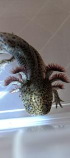 Axolotl Jungtiere ab 15 cm