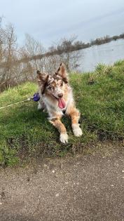 Australian Shepherd rüde reinrassig