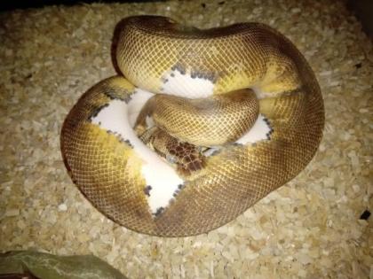 Königspythons