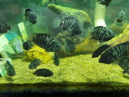 Zebrabuntbarsch Zebrabarsch 43 Stk 5-13cm