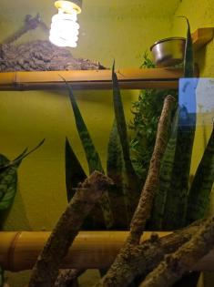 Madagaskar Taggeckos mit Terrarium