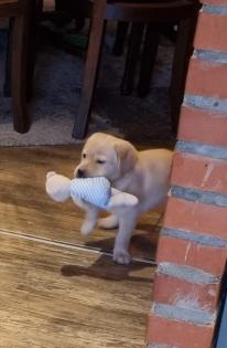 Labrador Welpen Reinrassig