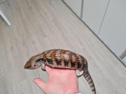 Biete einen Tiliqua scincoides intermedia von 05/2020