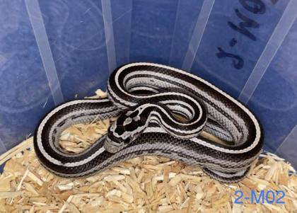 Kornnattern Nachzuchten 2022 - Anery Tessera Motley-x-Striped Sunkissed