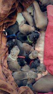 American Bully XL-XXL welpen