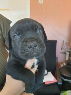 Zürich Süsse, reinrassige Cane Corso Welpen jetzt abzugeben
