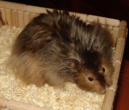 Schöne gesunde Hamsterkinder werden Anfang Oktober geboren