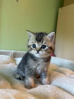Reinrassige BKH Kitten 2 Katzen bereits reserviert