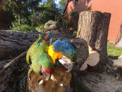 Ara Soldatenara Ara militaris militaris