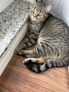 BKH Katzen Sie sind Geschwister