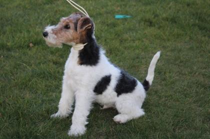 Drahthaar Foxterrier Welpen.