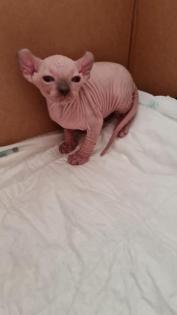 Reinrassige Canadian Sphynx Kitten und Elf mit Stammbaum und Blauen Augen