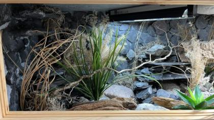 Leopardgecko Terrarium Zubehör
