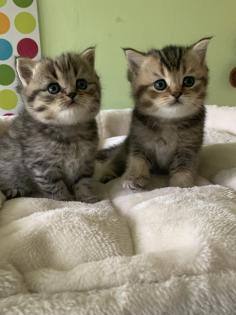 Reinrassige BKH Kitten 2 Katzen bereits reserviert