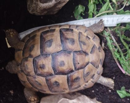 Griechische Landschildkröte weiblich aus 2014