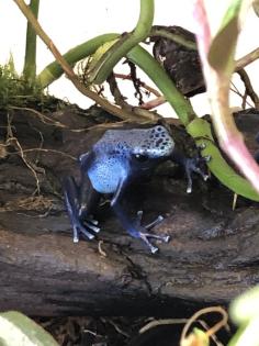 Dendrobates Azureus Nachzuchten
