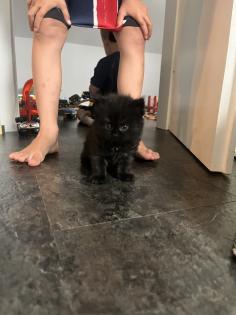 Wunderschöne Perser-Mix Katzenbabys suchen liebevolles Zuhause