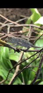 Chamäleon/ Pantherchamäleon/ Furcifer pardalis/ Nosy Faly