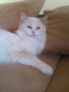 Wunderhübscher Ragdoll