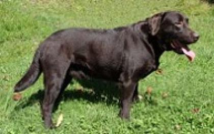 Suche Labrador Rüden der zur Zucht geeignet ist nur mit nachweislich allen Un