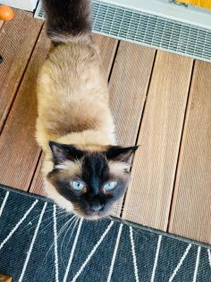 2 x Katzen heilige birma. geschwister wegen Allergie abzugeben