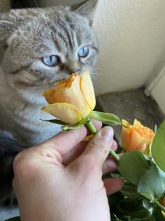 Deckkater BKH Silver tabby Blue Point Blutgruppe B