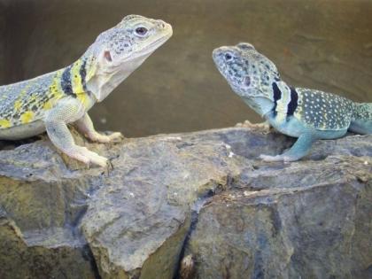 1 hübsches Paar bunter Halsbandleguane, Crotaphytus collaris