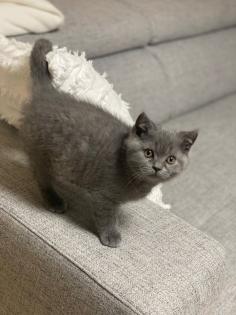 Britisch Kurz Haar BHK Kitten Kater