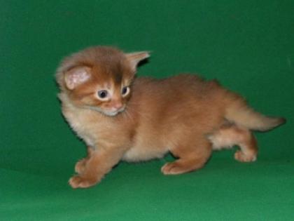 SOMALI KITTEN