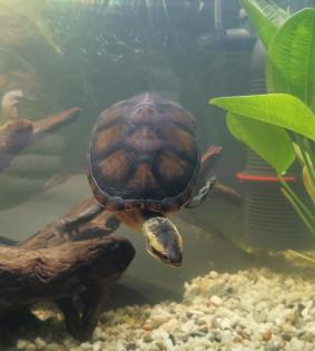 Schildkröte abzugeben - PLATZ VOR PREIS