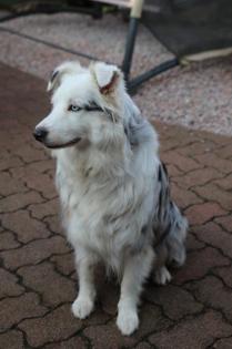 Australian Shepherd Welpen