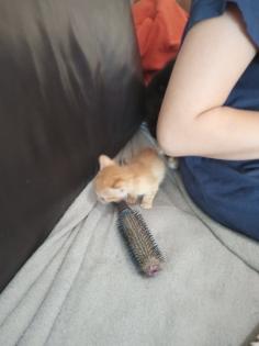 Kitten suchen ein neues zuhause