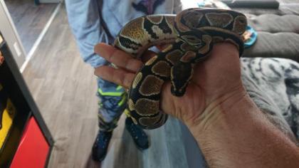 Zwei Königspython male 1. 0