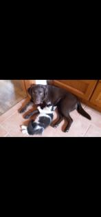 Verkaufe schöne Labrador Hündin