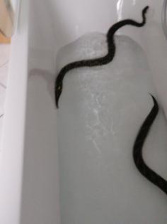 0. 1 Python regius nominat het Piebald im Doppelpack