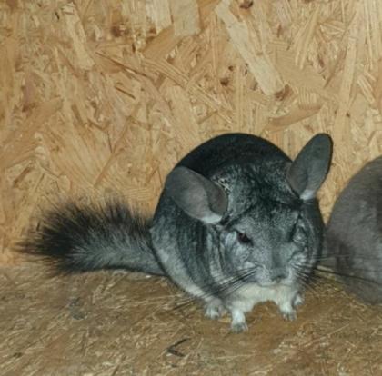 Chinchilla Standart Rpat Bock