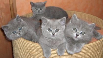 Verschmuste blaue BKH-Babys mit Papieren