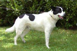 BADOU - männlich 6 Jahre 58 cm 38 kg Mix Gechipt Kastriert