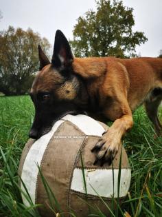 Malinois Welpen reinrassig mit Ahnentafel