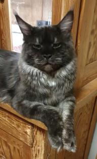 Maine Coon Mädchen mit Stammbaum