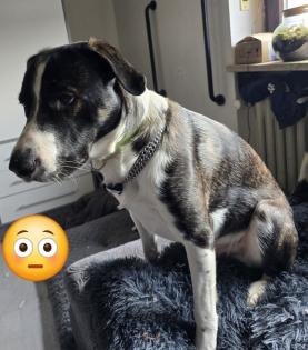 Meilo sucht dringend ein neues Zuhause